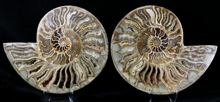 Choffaticeras (Daisy Flower) Ammonite #21632